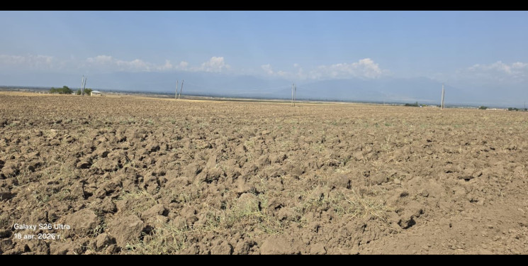 Qaxda yay şumu işləri davam etdirilir